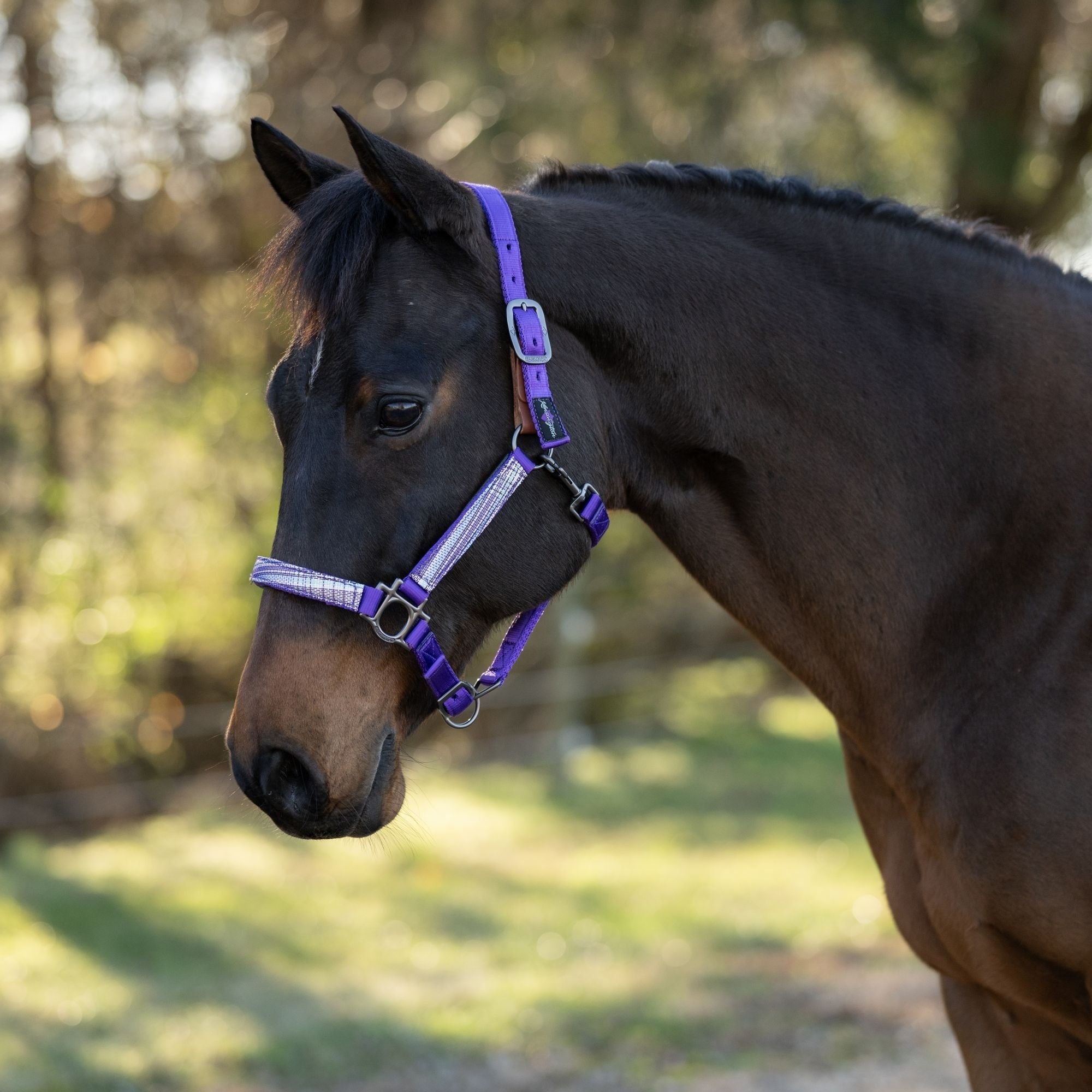 Kensington Breakaway Halter