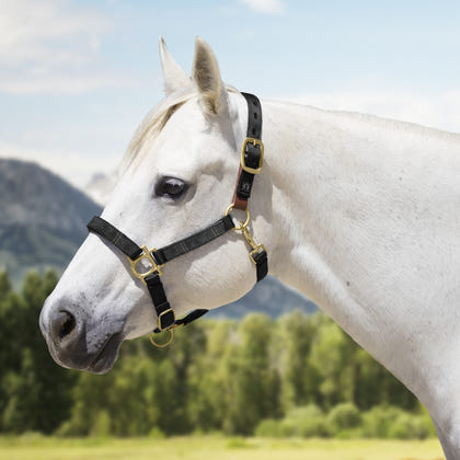 Kensington Breakaway Halter
