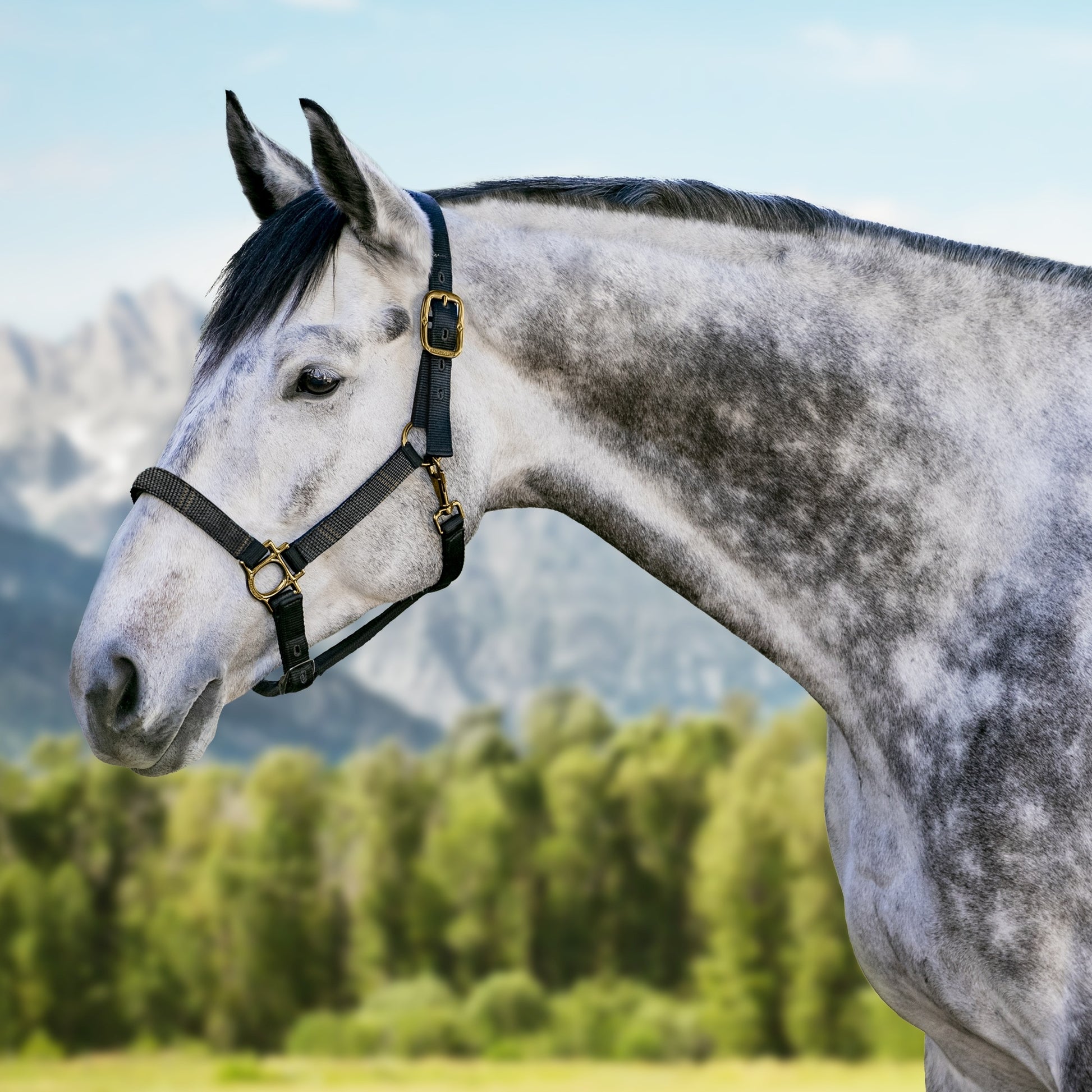 Kensington Reflective Nylon Halter