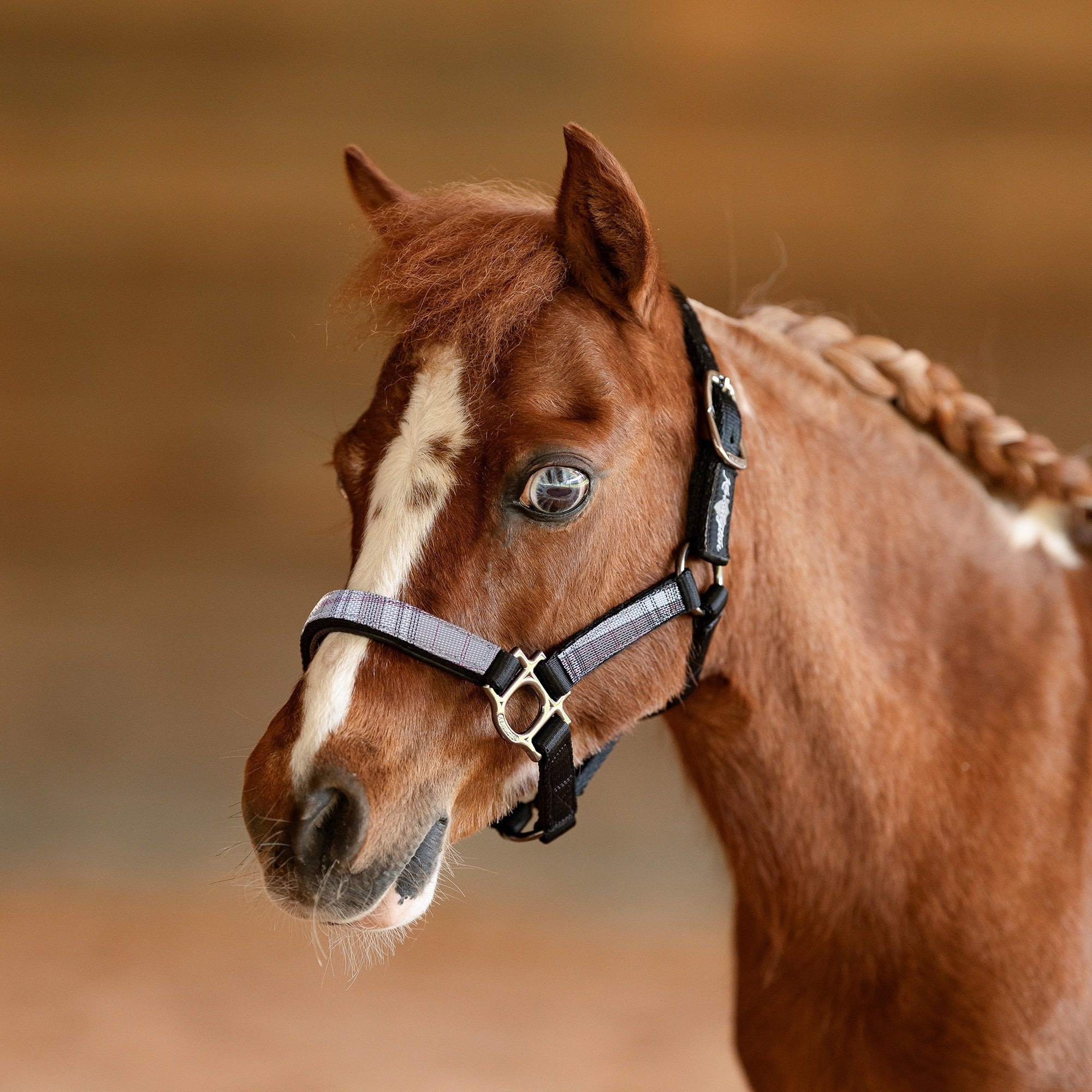 Kensington Mini Reflective Nylon Halter