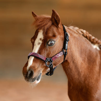 Kensington Mini Reflective Nylon Halter