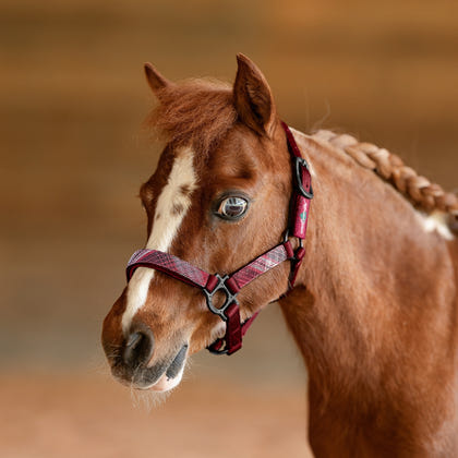 Kensington Mini Reflective Nylon Halter
