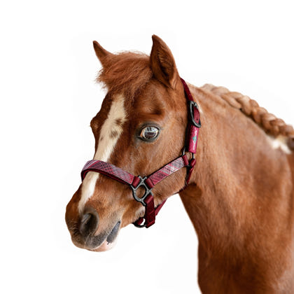 Kensington Mini Reflective Nylon Halter