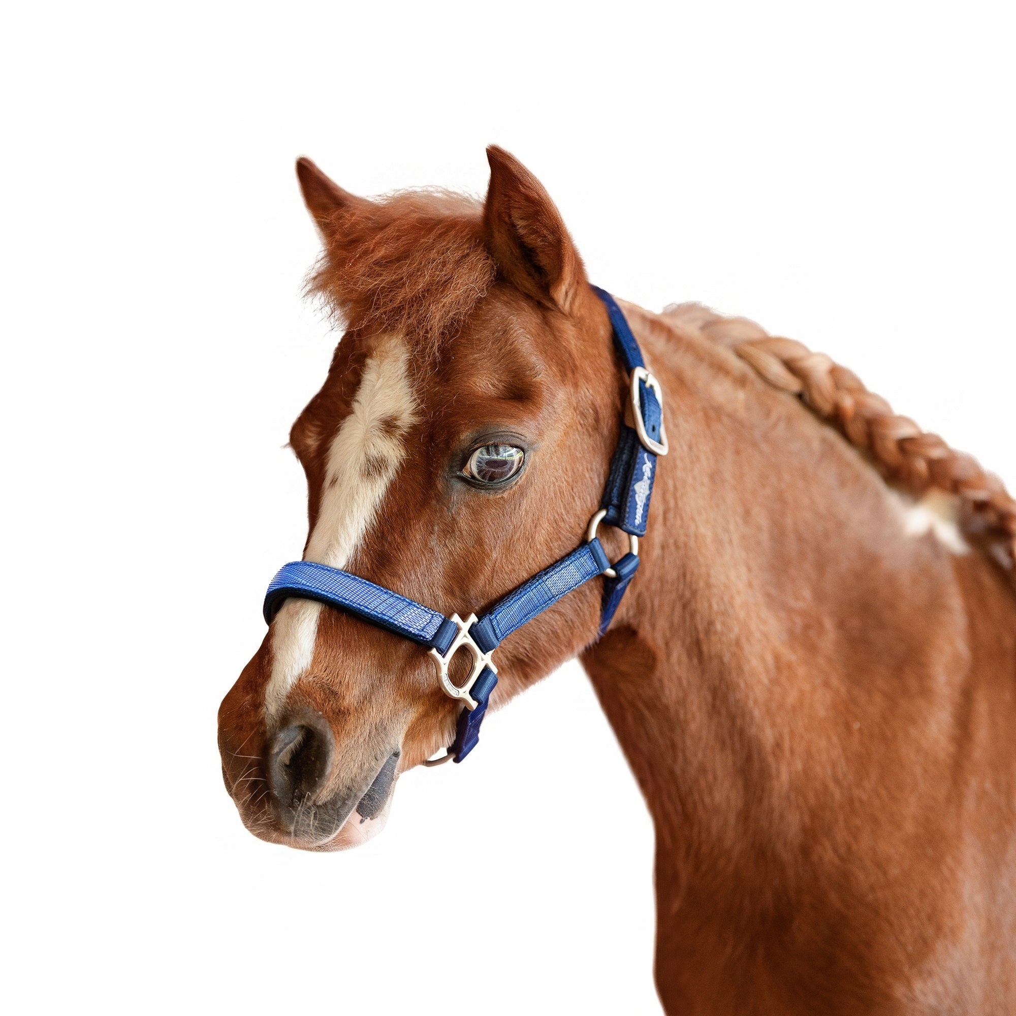 Kensington Mini Reflective Nylon Halter