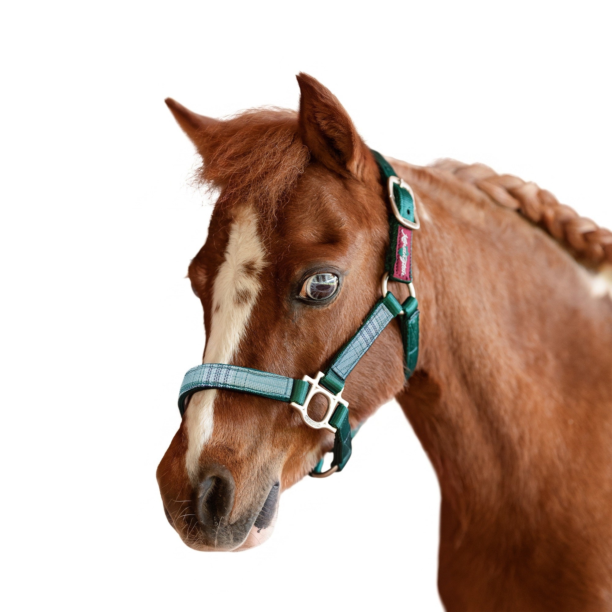 Kensington Mini Reflective Nylon Halter