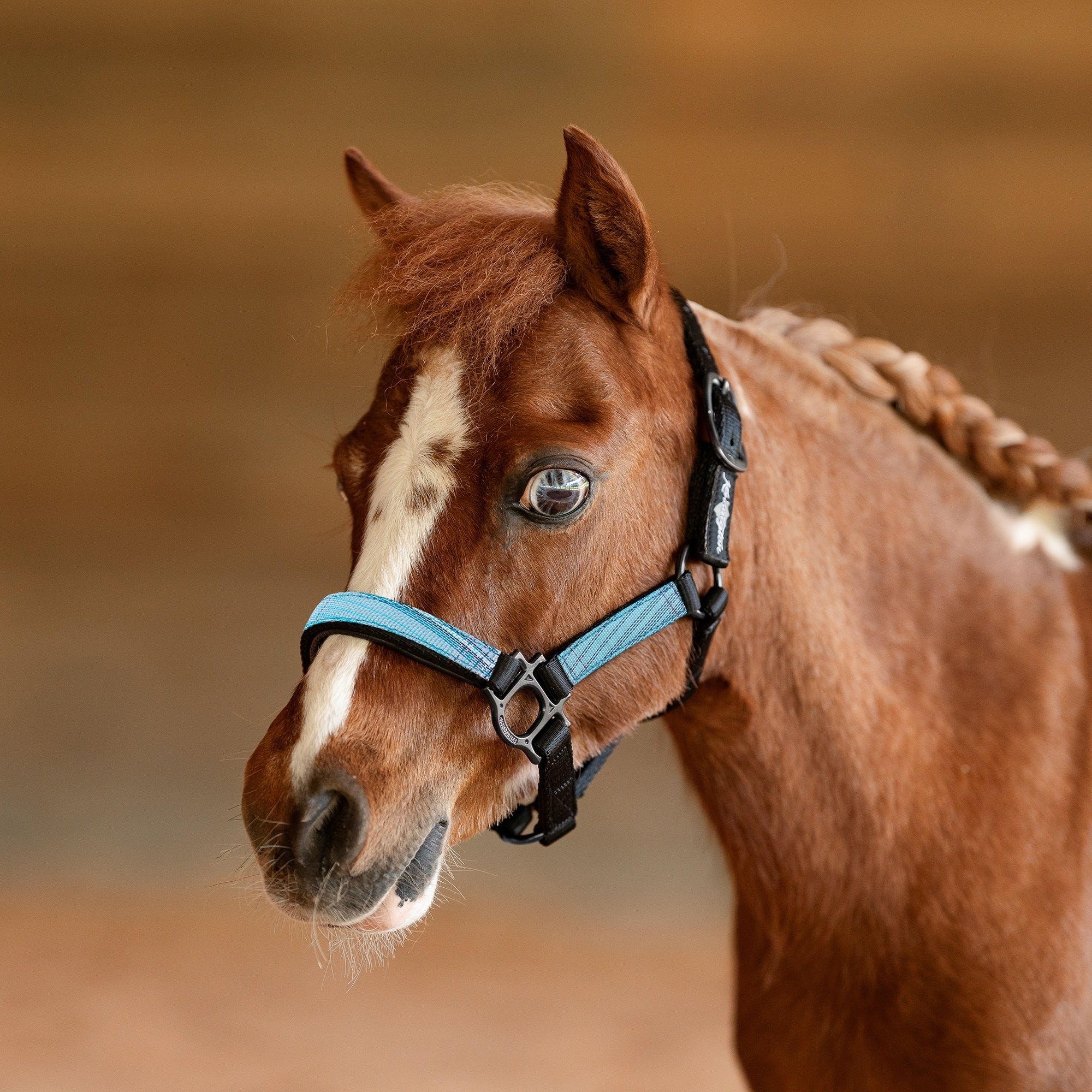 Kensington Mini Reflective Nylon Halter