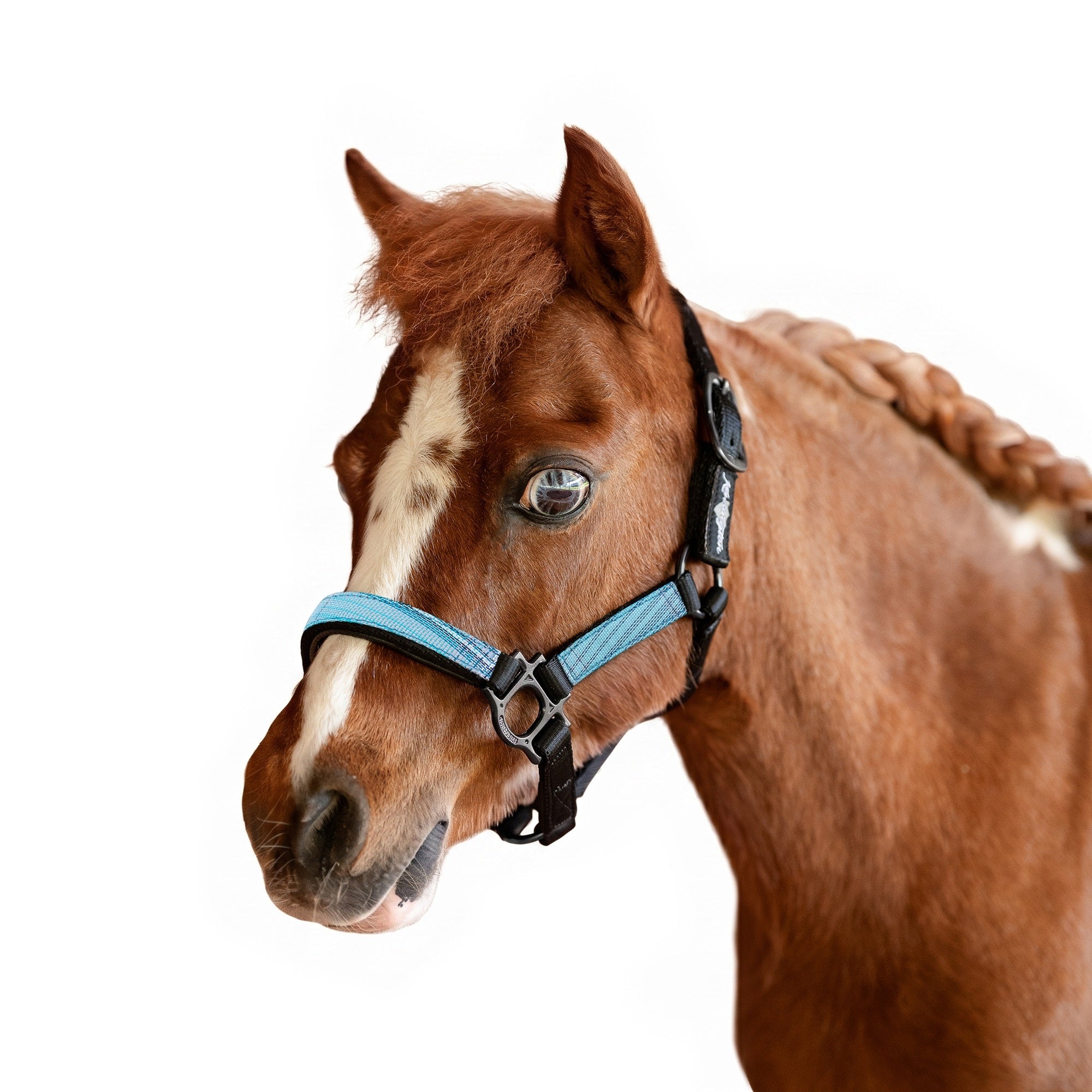 Kensington Mini Reflective Nylon Halter