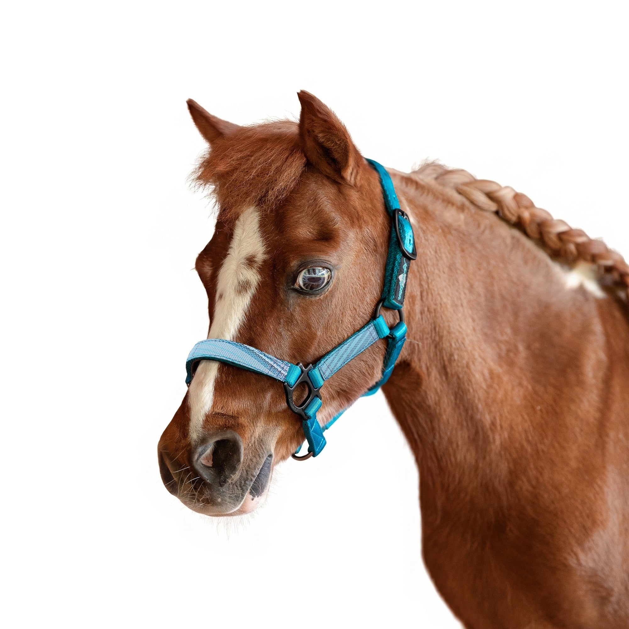 Kensington Mini Reflective Nylon Halter