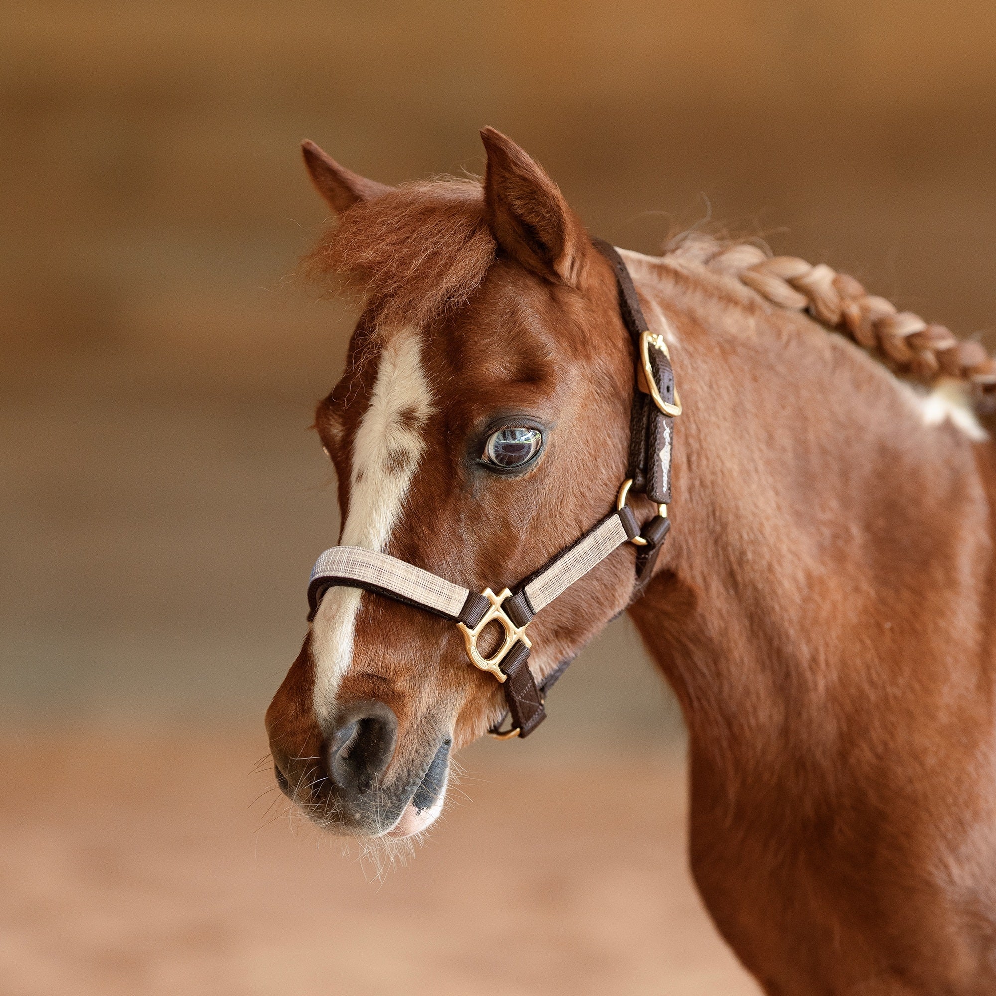 Kensington Mini Reflective Nylon Halter