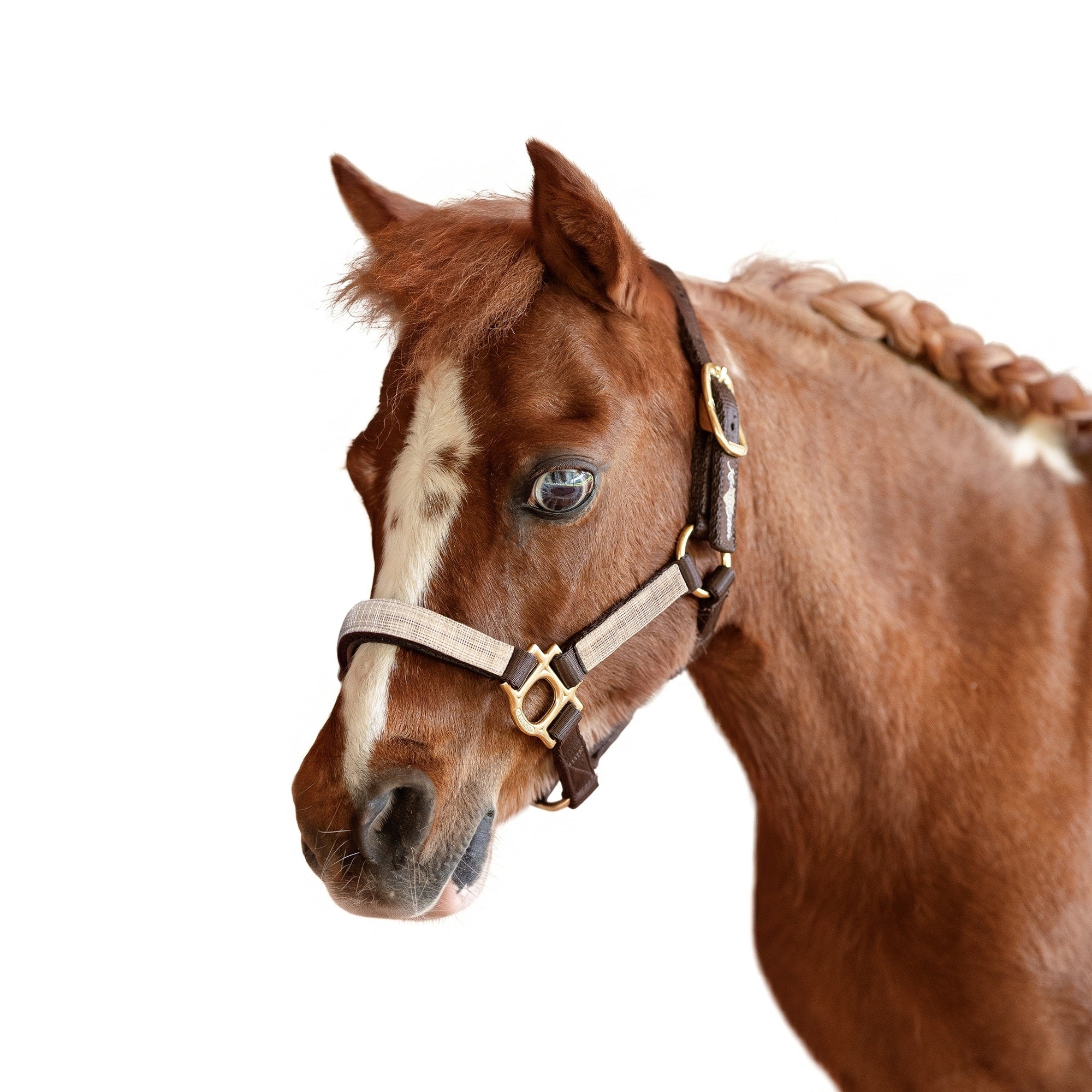 Kensington Mini Reflective Nylon Halter