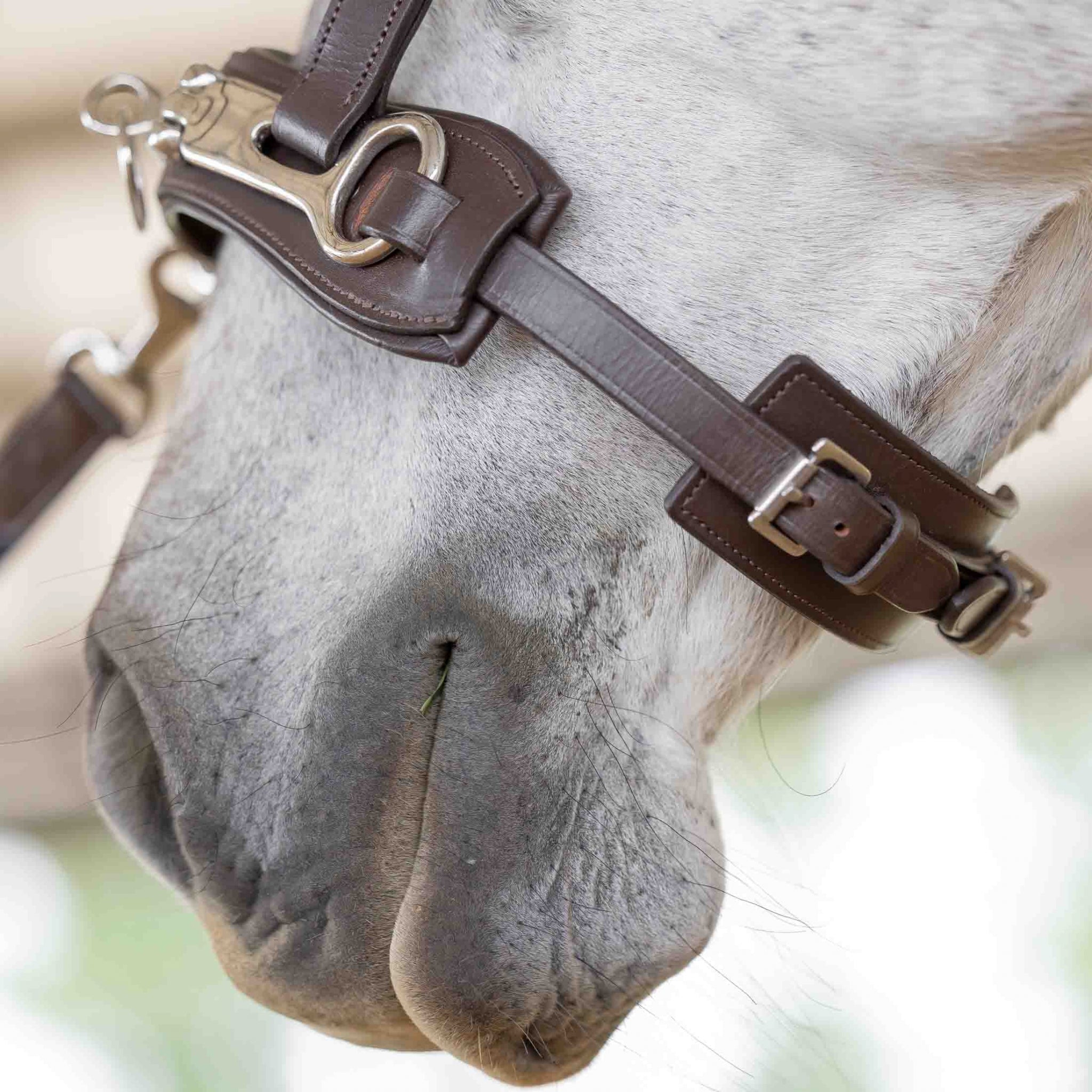 Equinavia Saga Lunge Cavesson