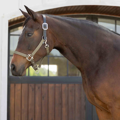 Equinavia Loki Breakaway Halter