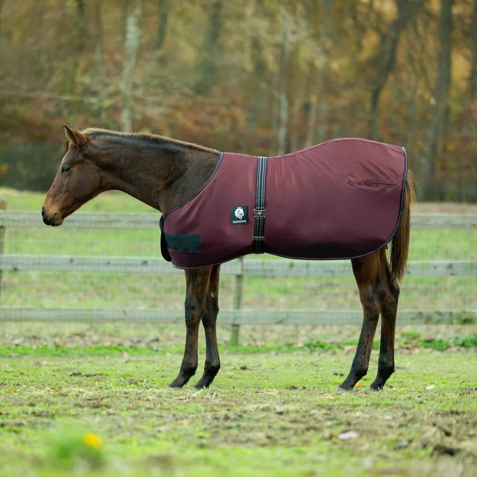 Equinavia Norse Foal Turnout Sheet