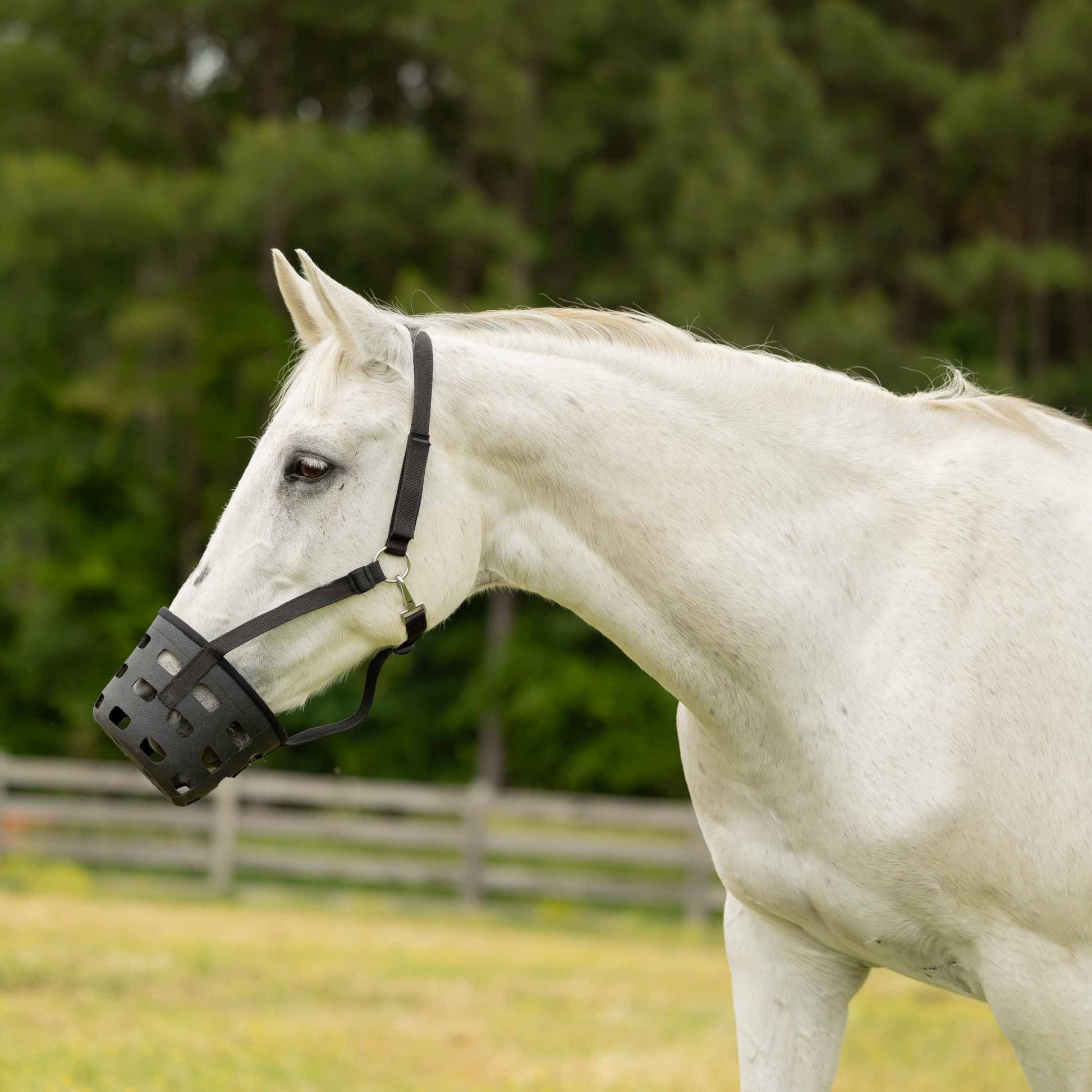 Equinavia Breakaway Grazing Muzzle