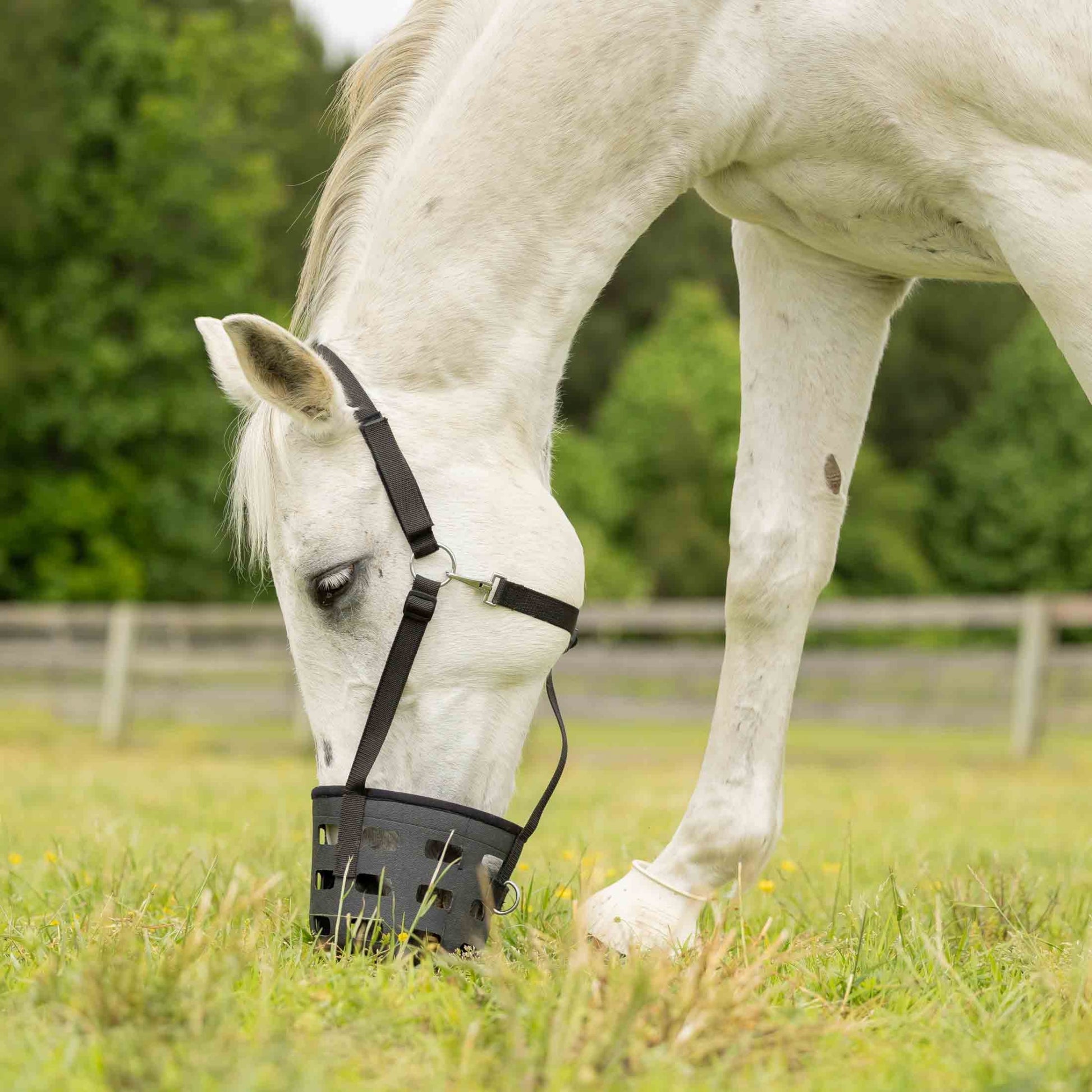 Equinavia Breakaway Grazing Muzzle