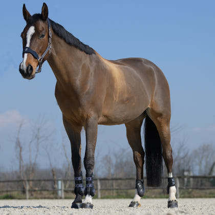 Veredus Olympus Absolute Rear Fetlock Boots