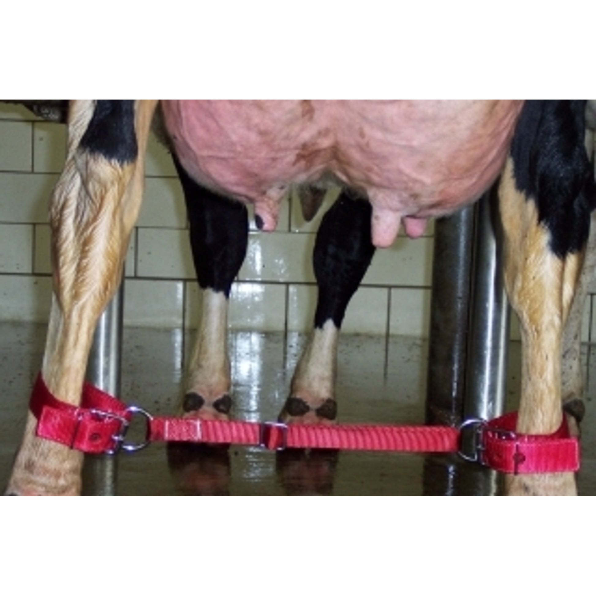 Cufflinks For Cows