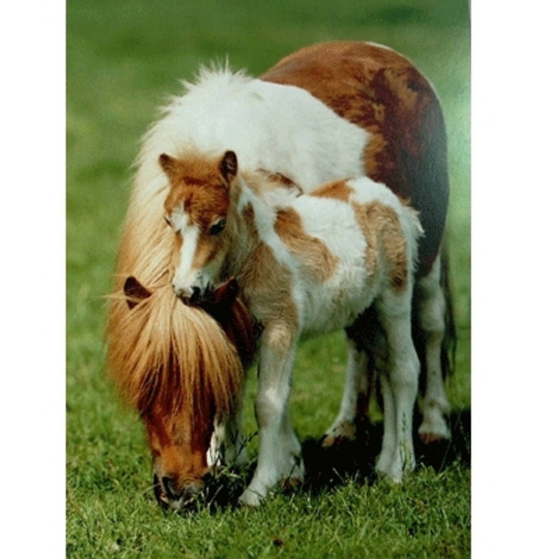 Shetland Pony and Foal Blank Greeting Cards - 6 Pack