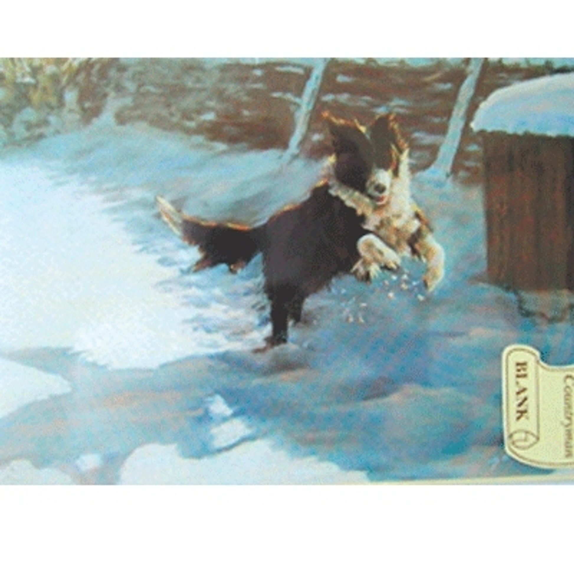 Snow, Sun and Fun (Border Collie) Blank Greeting Cards - 6 Pack