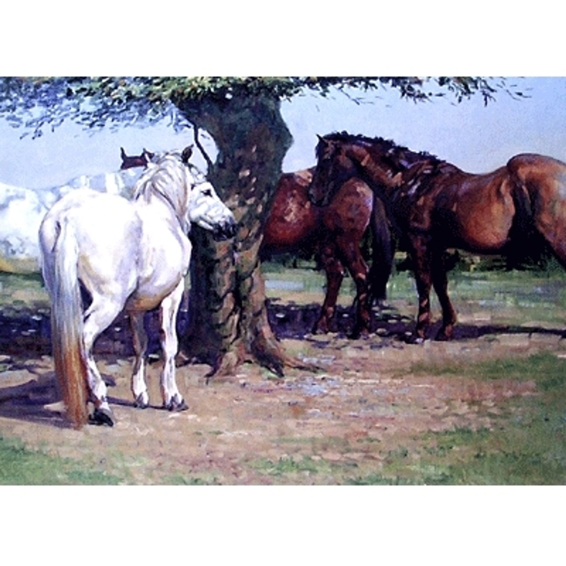 Sunshade Blank Greeting Cards - 6 Pack