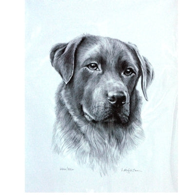 Labrador By: Sandra Leighton, Matted
