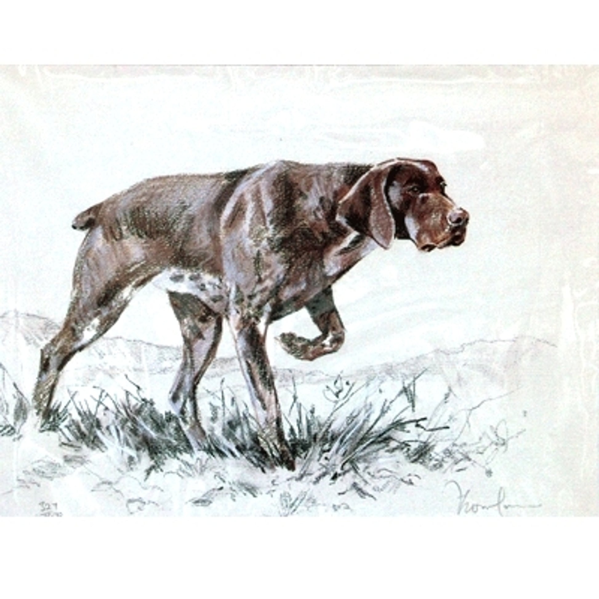German Shorthair Pointer By: David Thompson, Matted