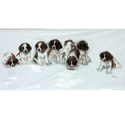 Springer Puppies By: Nikki, Matted