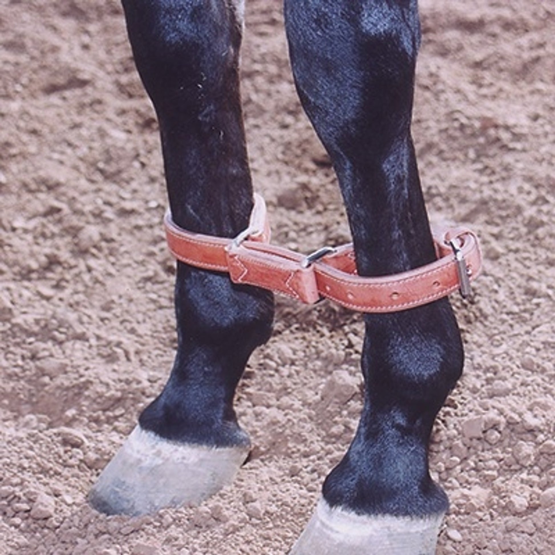 Martin Harness Hobbles