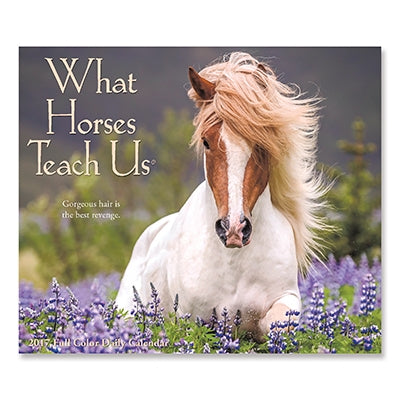 What Horses Teach Us 2017 Daily Box 12 Month Calendar