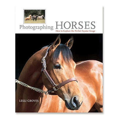 Photographing Horses: How To Capture The Perfect Equine Image