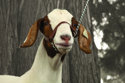 Weaver Sheep and Goat Brahma Webb Halter