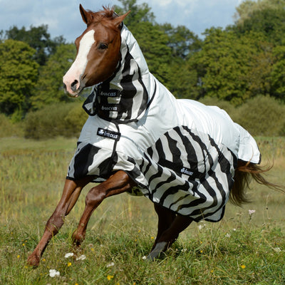 5-912054-zebra.jpg