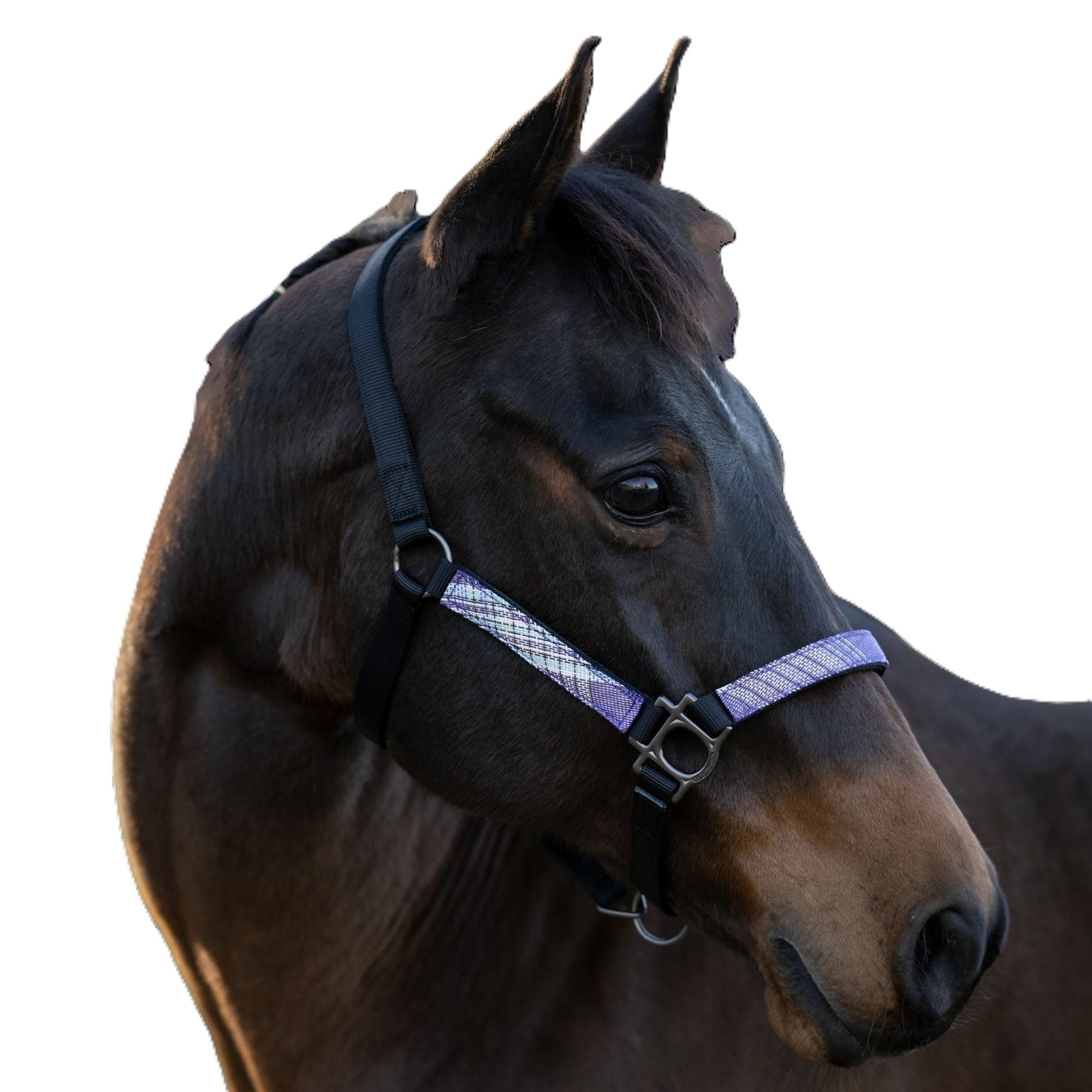 Kensington Breakaway Halter