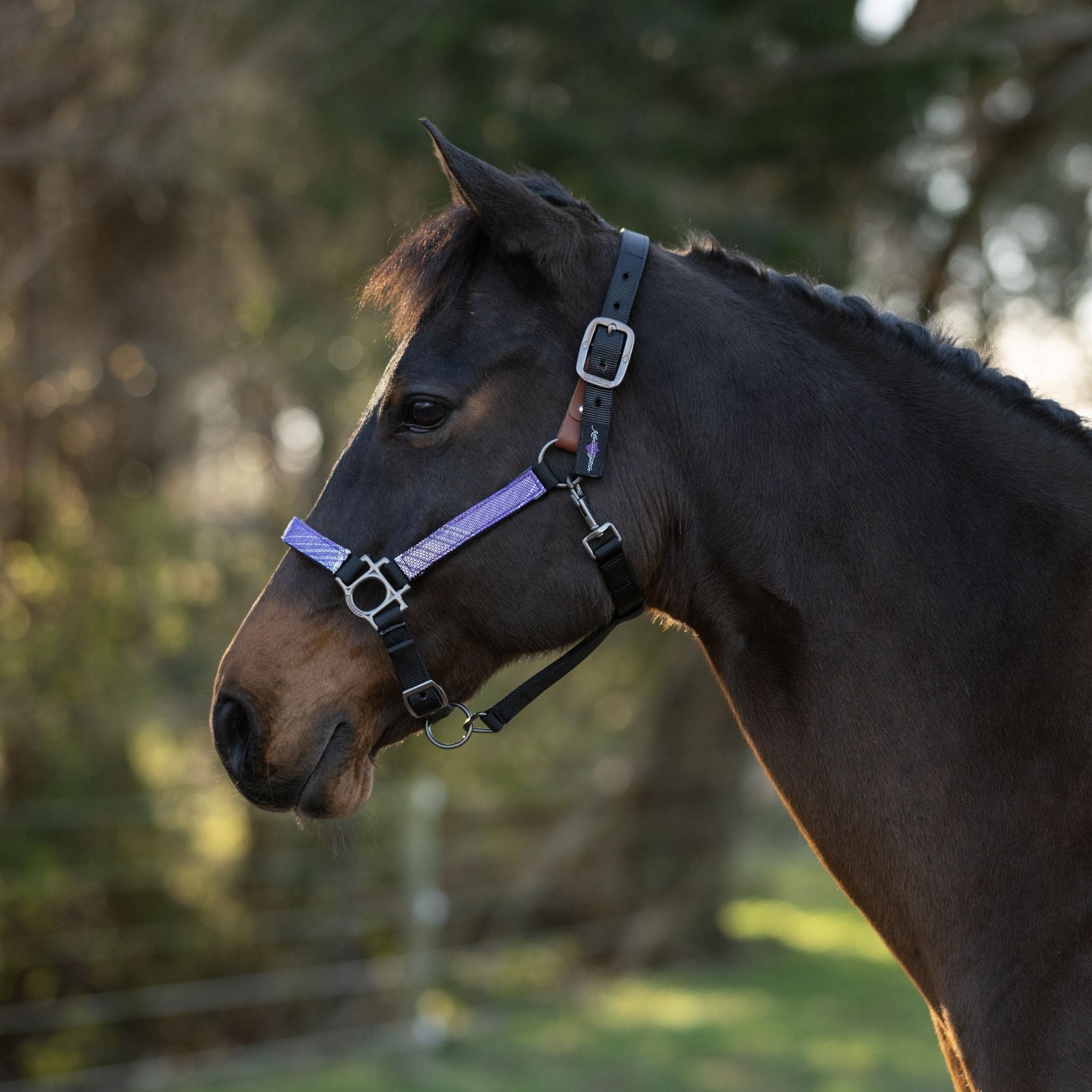 Kensington Breakaway Halter