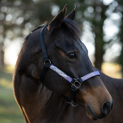 Kensington Breakaway Halter