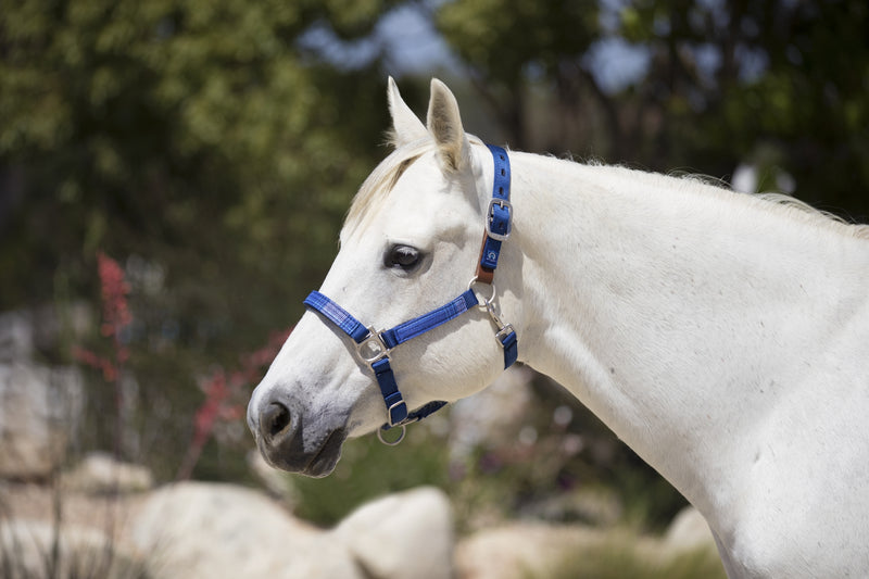 Kensington Breakaway Halter