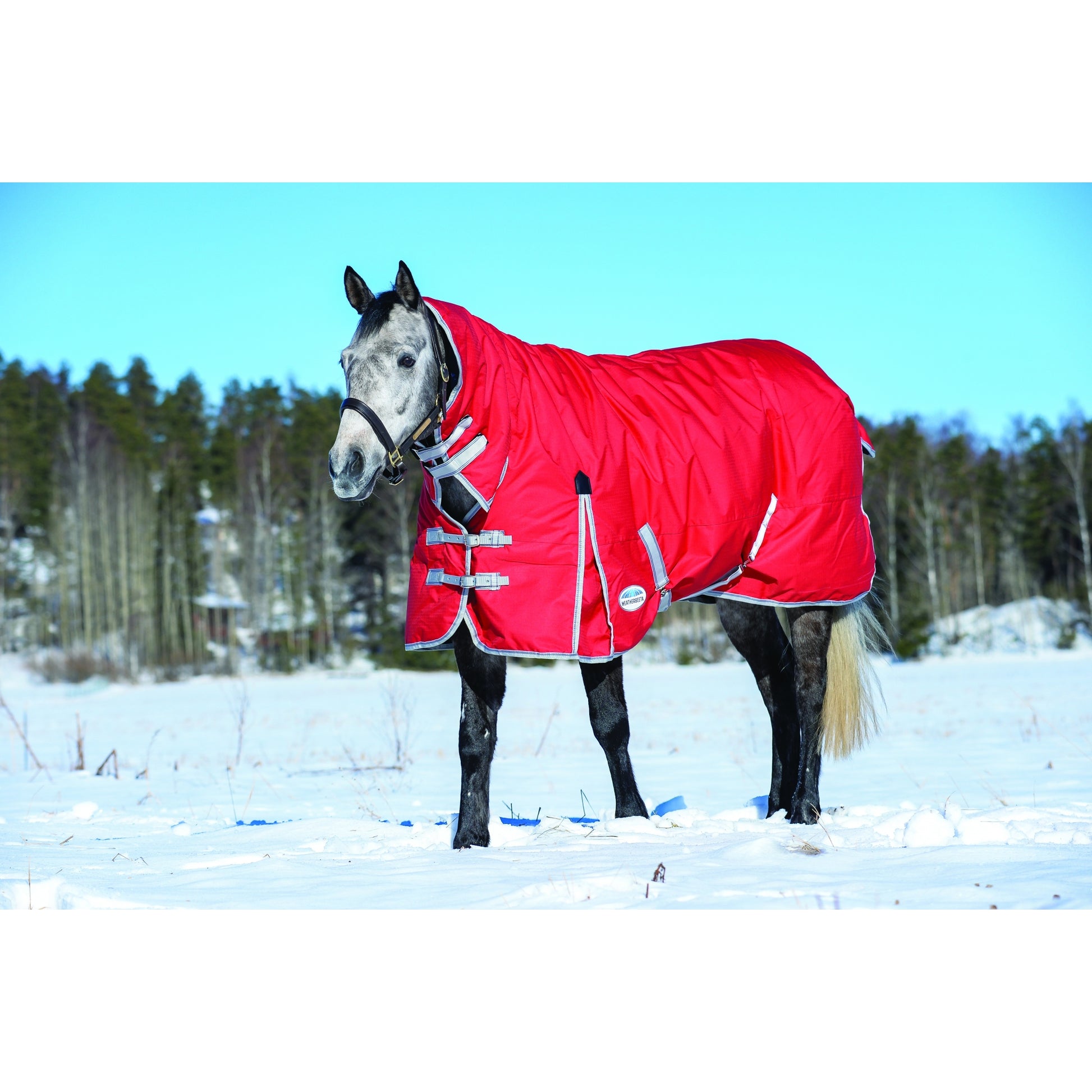 5-970118-red-snow.jpg
