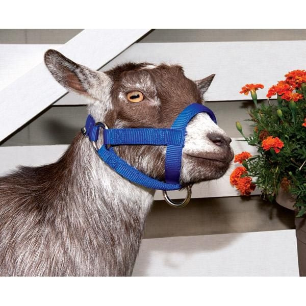 Weaver Leather Nylon Goat Halter