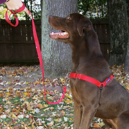 PetSafe Easy Walk Dog Harness