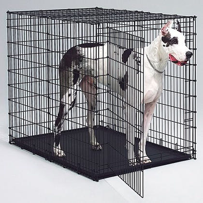 MidWest XXLarge Dog Crate