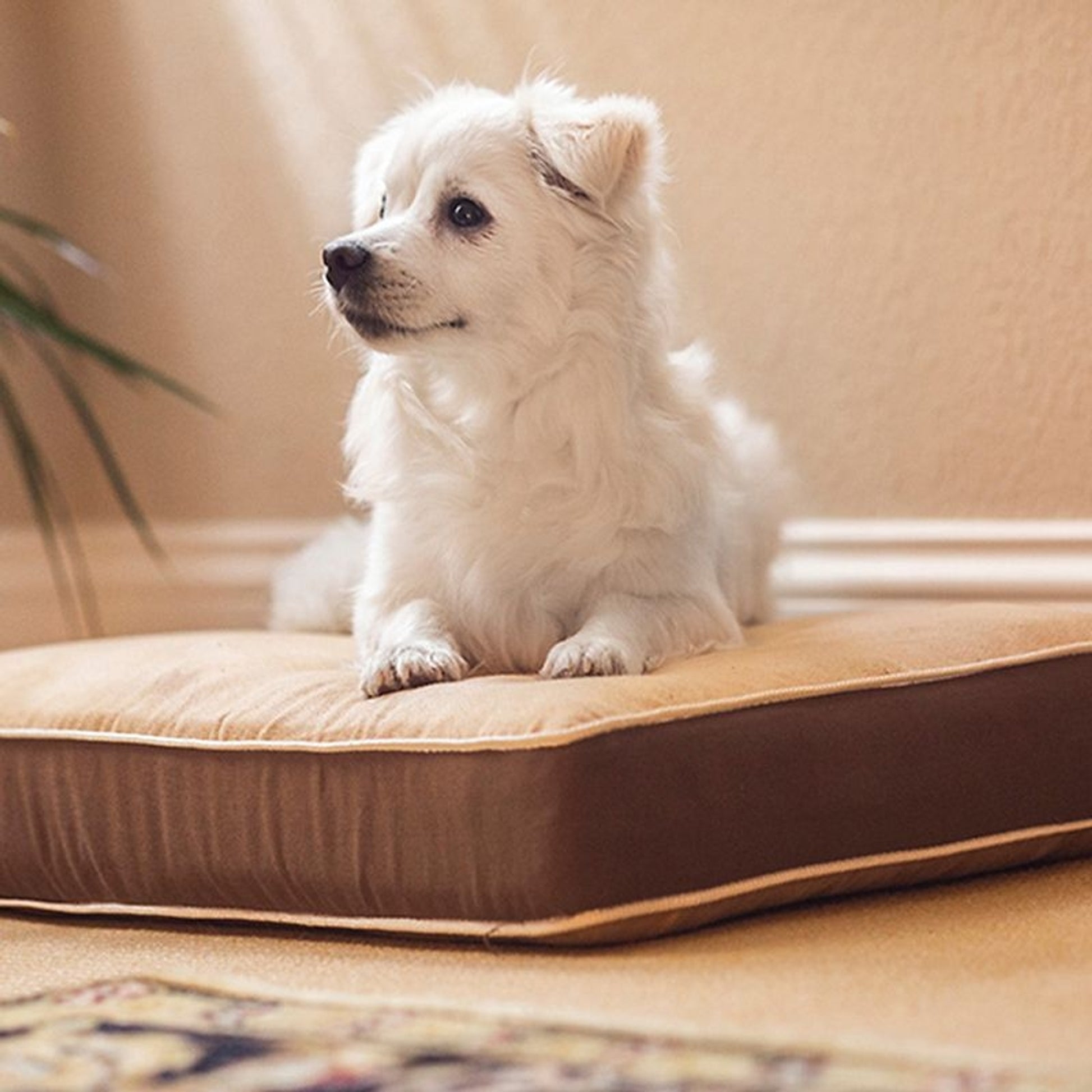 New Age Pet Cushion Pet Bed