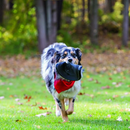 KONG Extreme Flyer Dog Toy
