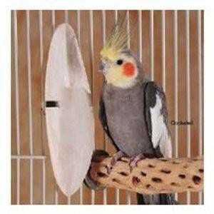 Prevue Hendryx Cuttlebone 4-5 White
