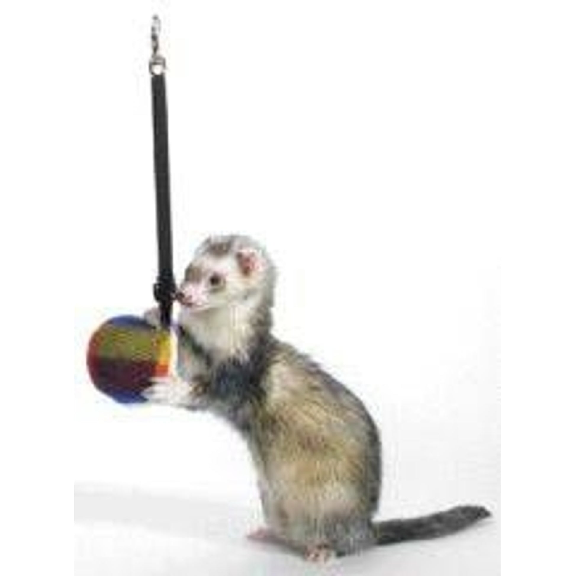 Marshall Ferret Bungee Toy