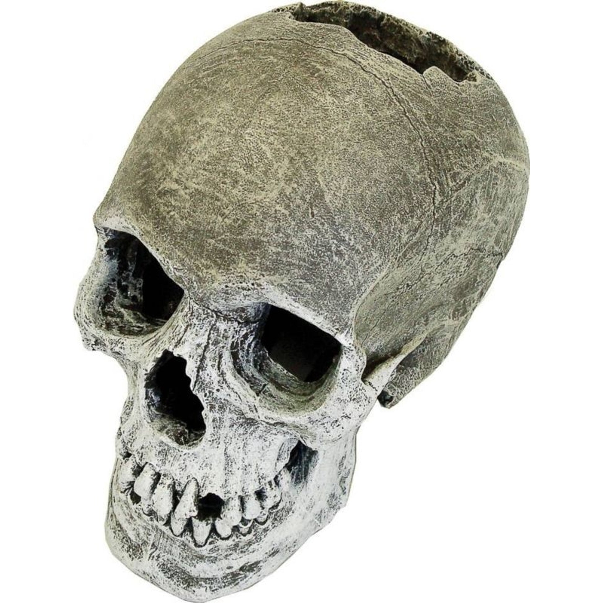 Blue Ribbon Human Skull Tank Ornament