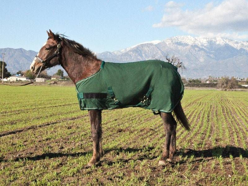 Kensington Weanling Egyptian Cotton Stable Sheet