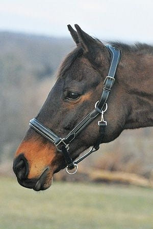 HDR Stress Free Fancy Stitch Halter