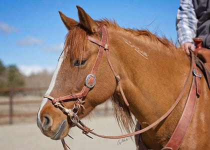 Weaver Justin Dunn Bitless Bridle