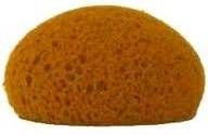 Honey Comb Form Hydra Sponge