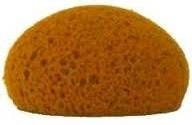 Honey Comb Form Hydra Sponge